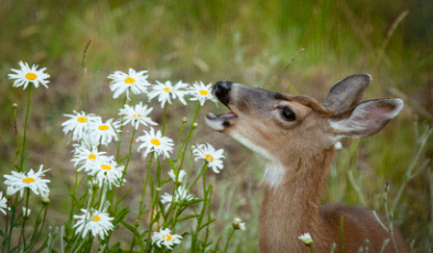 Best Deer Repellent Plants