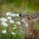 Best Deer Repellent Plants