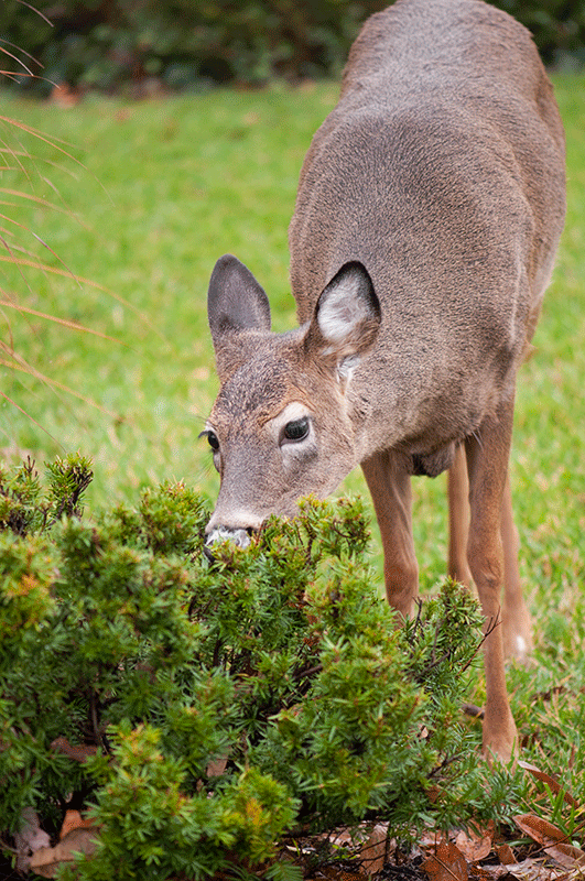 Scent Based Deer Deterrents
