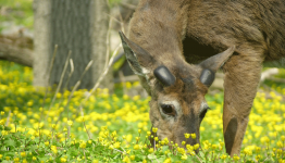 Scent Based deer deterrents