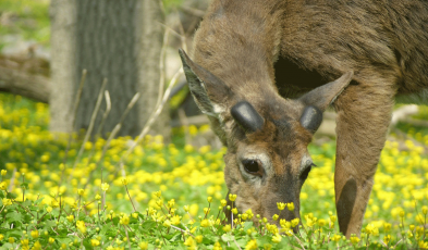 Scent Based deer deterrents