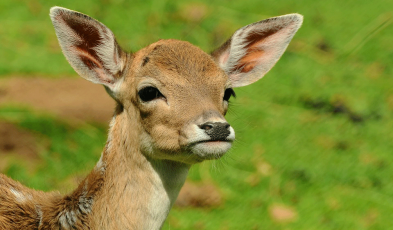 Summer Time Deer Protection Tips