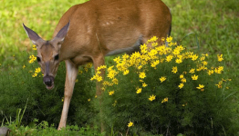 Top 5 Deer Repellent Methods
