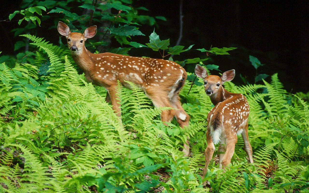 Deer Natural Habitat