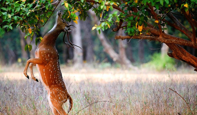 Tips for Keeping Deer Away from your Landscape