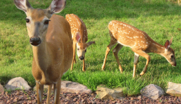 Overpopulation of Deer Population in the United States