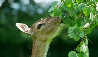 Feeding habit of deer