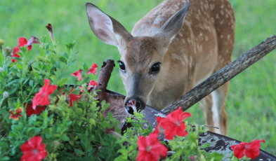 How to Deter Deer from a Garden