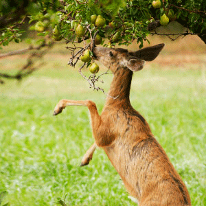 Tips for Keeping Deer Away from your Landscape