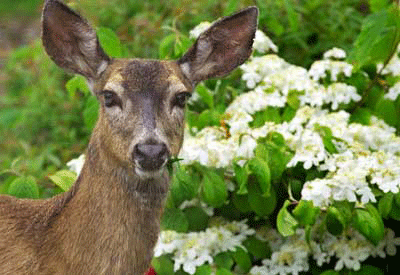 Deterring White-tailed Deer