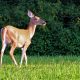 Commercial Deer Repellents