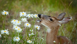 Best Deer Repellent Plants