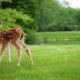 Deer Home Range