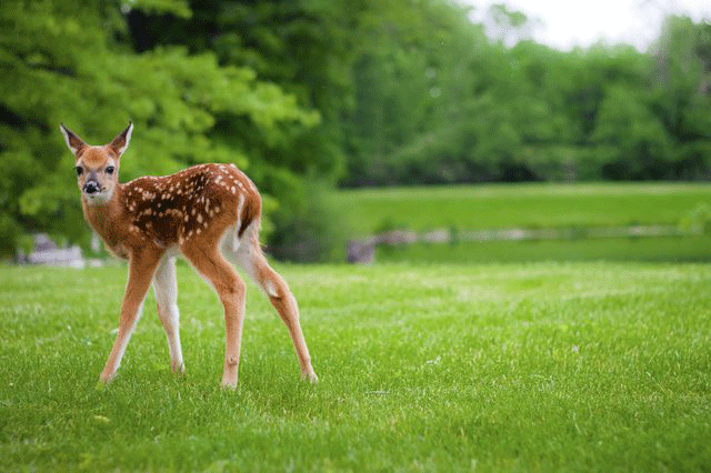 Deer Home Range - Deer Deterrents