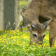 Scent Based deer deterrents