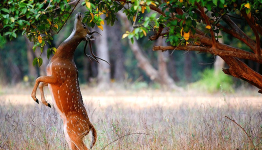 Tips for Keeping Deer Away from your Landscape