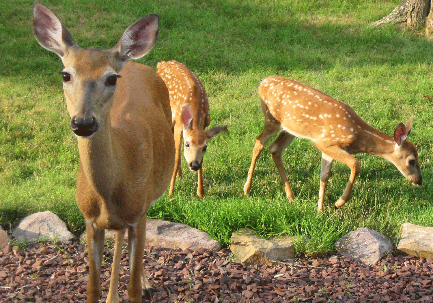 What Country Has The Highest Deer Population