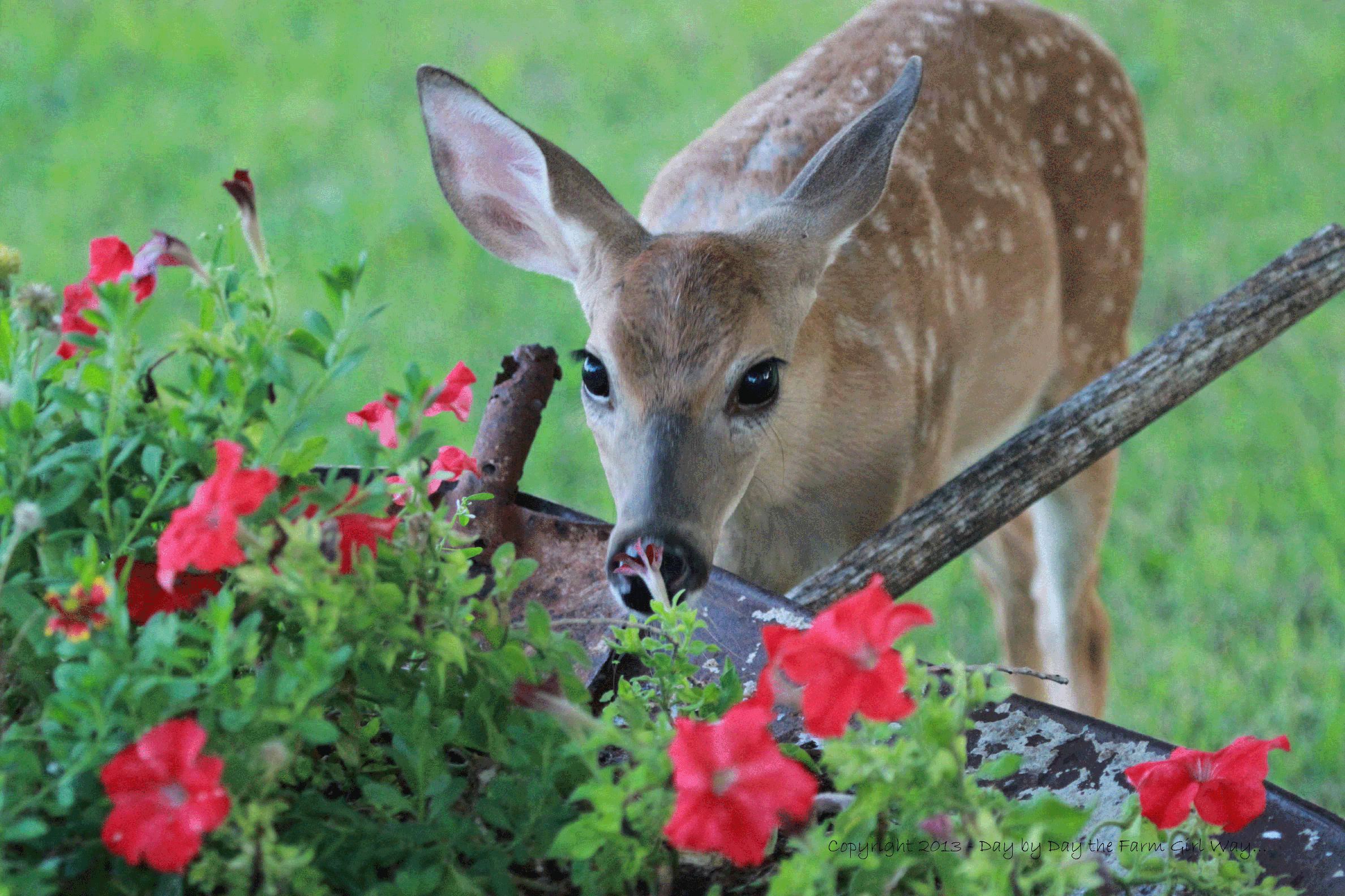 How To Deter Deer From Property How To Deter Deer From Property