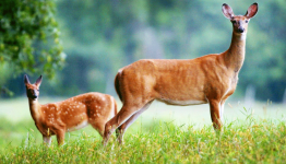 Commercial Deer Repellents that Landscape